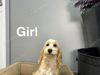 puppy