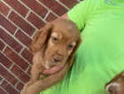 Puppy