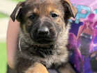 Puppy
