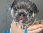 Puppy