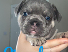 puppy