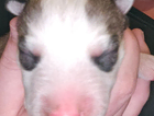 puppy