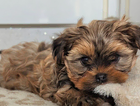 puppy