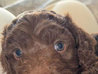 puppy