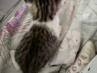 kitten