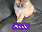 paula