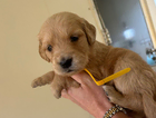 puppy