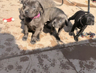 puppy