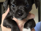 puppy