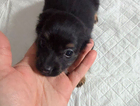 puppy