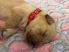 Puppy
