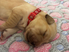 puppy