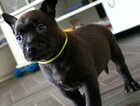 Puppy