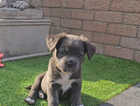 Puppy
