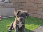 puppy