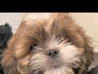biscuit