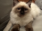 kitten