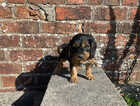 Puppy