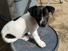 puppy
