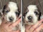 Puppy