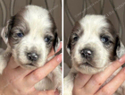puppy