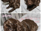 mimi