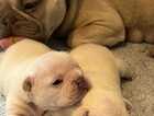 Puppy