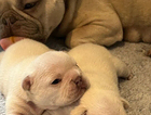 puppy