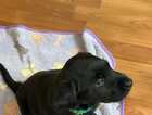 Puppy