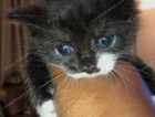 Kitten