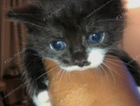 kitten
