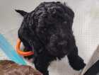Puppy
