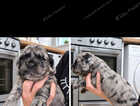 Puppy