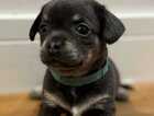 Puppy