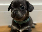 puppy