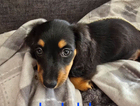 puppy