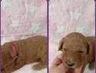 Puppy
