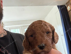 puppy