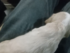 puppy