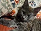Kitten
