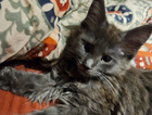 kitten
