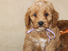 puppy purple boy