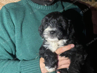 puppy
