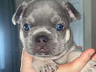 Puppy