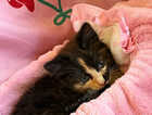 Kitten