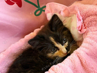 kitten