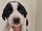 Puppy