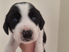 puppy