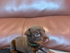 puppy