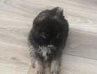 Puppy
